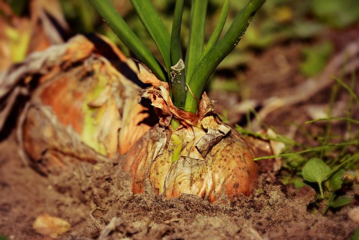 soil moisture monitoring