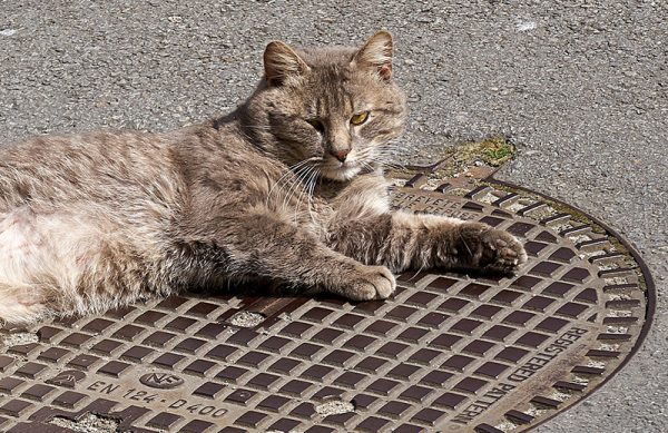 Cat drain