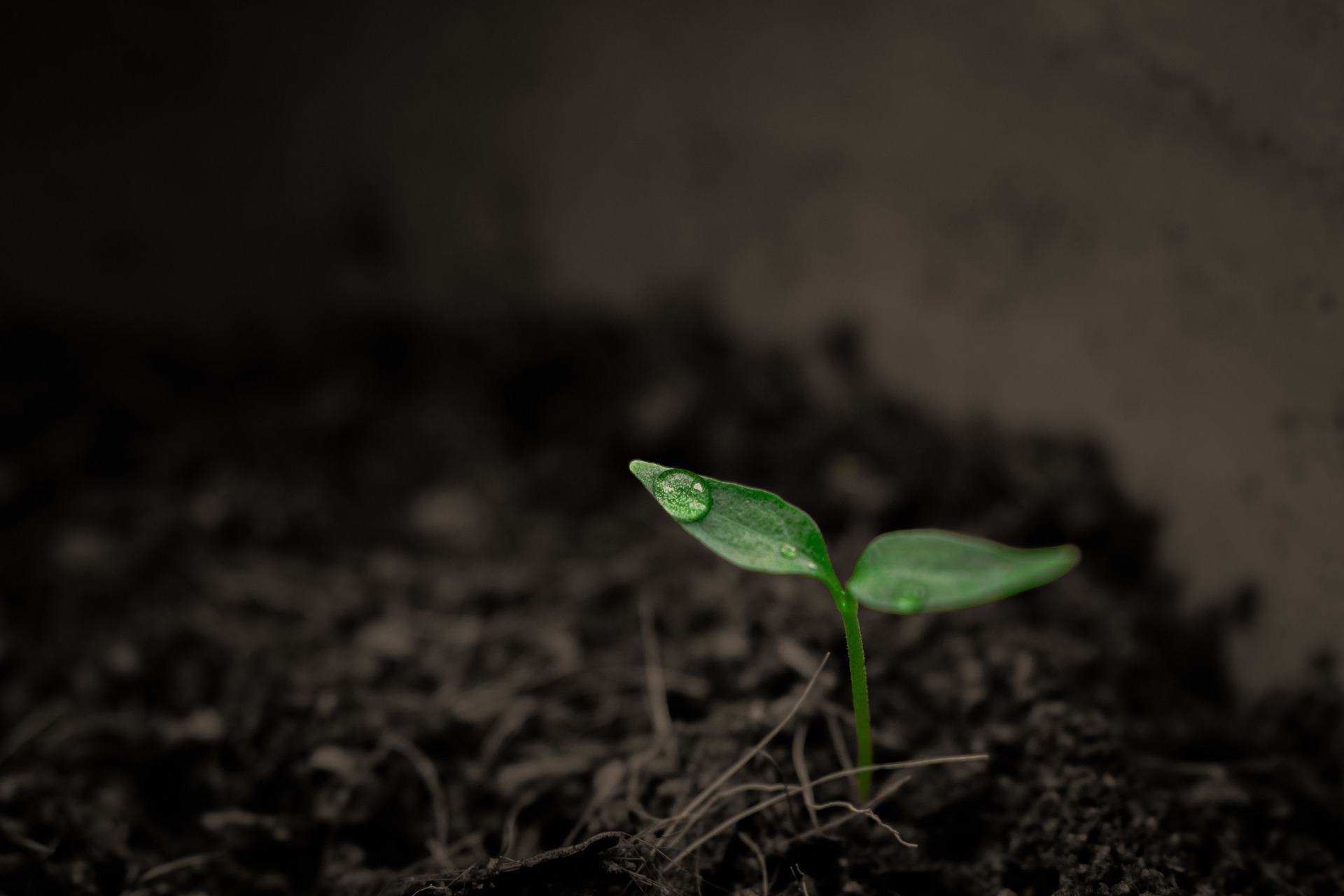 Green plant